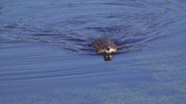 Yazın verimli bir Kanada gölünde hem yavaş çekim hem de normal hızda su samuru içeren bir video serisi. Su samurunun neşeli ve doğal davranışını sakin, resim gibi bir ortamda yakalıyor. Doğa ve vahşi yaşam için ideal..