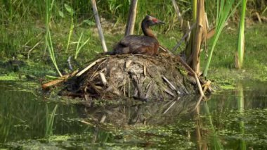 Edmonton 'da Lush Canada Gölü' nde Chick 'le Boynuzlu Yunus Ailesi