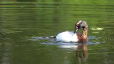 Edmonton 'da Lush Canada Gölü' nde Chick 'le Boynuzlu Yunus Ailesi