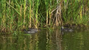 Yazın Kanada 'da yemyeşil bir gölde Amerikan Coot aileleri. Yuva kuran, beslenen ve suyu keşfeden yavruları yakalar. Doğa ve vahşi yaşam projeleri için mükemmel..