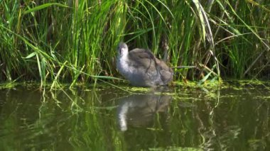 Yazın Kanada 'da yemyeşil bir gölde Amerikan Coot aileleri. Yuva kuran, beslenen ve suyu keşfeden yavruları yakalar. Doğa ve vahşi yaşam projeleri için mükemmel..