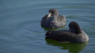 Yazın Kanada 'da yemyeşil bir gölde Amerikan Coot aileleri. Yuva kuran, beslenen ve suyu keşfeden yavruları yakalar. Doğa ve vahşi yaşam projeleri için mükemmel..