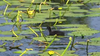 Yazın Kanada 'da yemyeşil bir gölde Amerikan Coot aileleri. Yuva kuran, beslenen ve suyu keşfeden yavruları yakalar. Doğa ve vahşi yaşam projeleri için mükemmel..