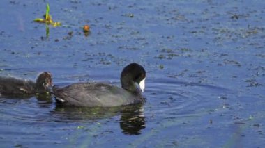Yazın Kanada 'da yemyeşil bir gölde Amerikan Coot aileleri. Yuva kuran, beslenen ve suyu keşfeden yavruları yakalar. Doğa ve vahşi yaşam projeleri için mükemmel..