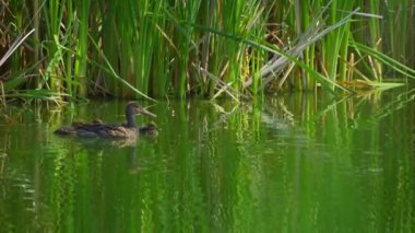 Kuzey Shoveler 'lı bir annenin yavru ördekleri ile Kanada' da yazın yemyeşil bir gölde çekilmiş bir video serisi. Yüzmeyi, beslenmeyi ve doğal ortamlarda beslenmeyi yakalar. Doğa ve vahşi yaşam için ideal..