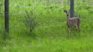 Edmonton 'daki bir yaz gezisi sırasında hızlı hareket eden bir yumurta geyiğiyle kısa bir karşılaşma görüntüsü. Geyik vahşi doğada kaybolmadan önce hızla yolu geçer..