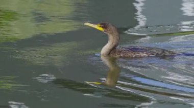 Yazın Kanada 'nın yemyeşil gölündeki çift tepeli bir karabatağın video dizisi. Yüzmek ve balık tutmak da dahil olmak üzere kuşun davranışlarını sakin ve doğal bir ortamda yakalar. Doğa ve vahşi yaşam için ideal..