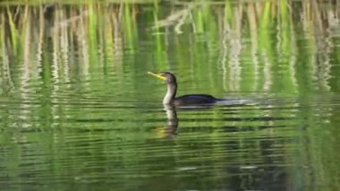Yazın Kanada 'nın yemyeşil gölündeki çift tepeli bir karabatağın video dizisi. Yüzmek ve balık tutmak da dahil olmak üzere kuşun davranışlarını sakin ve doğal bir ortamda yakalar. Doğa ve vahşi yaşam için ideal..