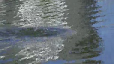 Yazın Kanada 'nın yemyeşil gölündeki çift tepeli bir karabatağın video dizisi. Yüzmek ve balık tutmak da dahil olmak üzere kuşun davranışlarını sakin ve doğal bir ortamda yakalar. Doğa ve vahşi yaşam için ideal..