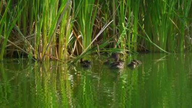 Kuzey Shoveler 'lı bir annenin yavru ördekleri ile Kanada' da yazın yemyeşil bir gölde çekilmiş bir video serisi. Yüzmeyi, beslenmeyi ve doğal ortamlarda beslenmeyi yakalar. Doğa ve vahşi yaşam için ideal..