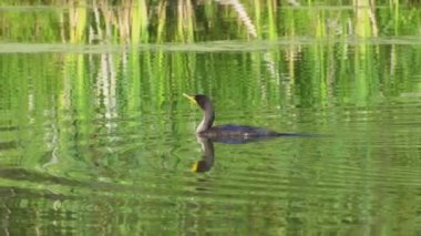 Yazın Kanada 'nın yemyeşil gölündeki çift tepeli bir karabatağın video dizisi. Yüzmek ve balık tutmak da dahil olmak üzere kuşun davranışlarını sakin ve doğal bir ortamda yakalar. Doğa ve vahşi yaşam için ideal..