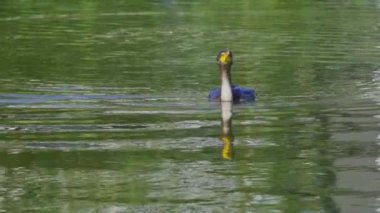 Yazın Kanada 'nın yemyeşil gölündeki çift tepeli bir karabatağın video dizisi. Yüzmek ve balık tutmak da dahil olmak üzere kuşun davranışlarını sakin ve doğal bir ortamda yakalar. Doğa ve vahşi yaşam için ideal..