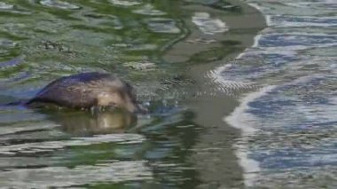 Yazın Kanada 'nın yemyeşil gölündeki çift tepeli bir karabatağın video dizisi. Yüzmek ve balık tutmak da dahil olmak üzere kuşun davranışlarını sakin ve doğal bir ortamda yakalar. Doğa ve vahşi yaşam için ideal..