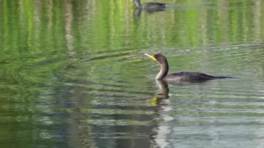 Yazın Kanada 'nın yemyeşil gölündeki çift tepeli bir karabatağın video dizisi. Yüzmek ve balık tutmak da dahil olmak üzere kuşun davranışlarını sakin ve doğal bir ortamda yakalar. Doğa ve vahşi yaşam için ideal..