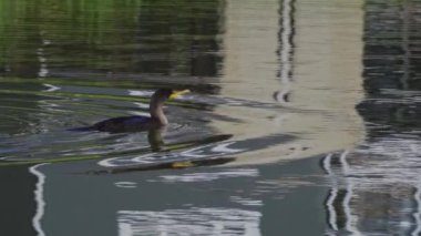 Yazın Kanada 'nın yemyeşil gölündeki çift tepeli bir karabatağın video dizisi. Yüzmek ve balık tutmak da dahil olmak üzere kuşun davranışlarını sakin ve doğal bir ortamda yakalar. Doğa ve vahşi yaşam için ideal..