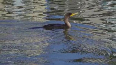 Yazın Kanada 'nın yemyeşil gölündeki çift tepeli bir karabatağın video dizisi. Yüzmek ve balık tutmak da dahil olmak üzere kuşun davranışlarını sakin ve doğal bir ortamda yakalar. Doğa ve vahşi yaşam için ideal..