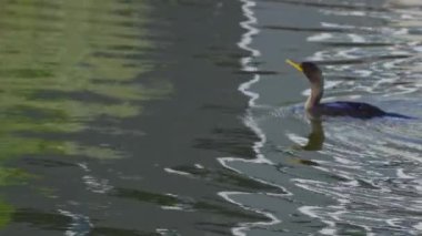 Yazın Kanada 'nın yemyeşil gölündeki çift tepeli bir karabatağın video dizisi. Yüzmek ve balık tutmak da dahil olmak üzere kuşun davranışlarını sakin ve doğal bir ortamda yakalar. Doğa ve vahşi yaşam için ideal..
