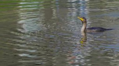 Yazın Kanada 'nın yemyeşil gölündeki çift tepeli bir karabatağın video dizisi. Yüzmek ve balık tutmak da dahil olmak üzere kuşun davranışlarını sakin ve doğal bir ortamda yakalar. Doğa ve vahşi yaşam için ideal..