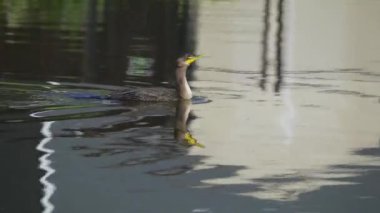 Yazın Kanada 'nın yemyeşil gölündeki çift tepeli bir karabatağın video dizisi. Yüzmek ve balık tutmak da dahil olmak üzere kuşun davranışlarını sakin ve doğal bir ortamda yakalar. Doğa ve vahşi yaşam için ideal..