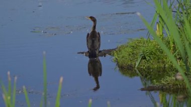 Yazın Kanada 'nın yemyeşil gölündeki çift tepeli bir karabatağın video dizisi. Yüzmek ve balık tutmak da dahil olmak üzere kuşun davranışlarını sakin ve doğal bir ortamda yakalar. Doğa ve vahşi yaşam için ideal..