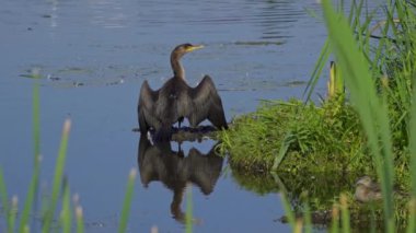 Yazın Kanada 'nın yemyeşil gölündeki çift tepeli bir karabatağın video dizisi. Yüzmek ve balık tutmak da dahil olmak üzere kuşun davranışlarını sakin ve doğal bir ortamda yakalar. Doğa ve vahşi yaşam için ideal..
