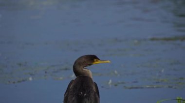 Yazın Kanada 'nın yemyeşil gölündeki çift tepeli bir karabatağın video dizisi. Yüzmek ve balık tutmak da dahil olmak üzere kuşun davranışlarını sakin ve doğal bir ortamda yakalar. Doğa ve vahşi yaşam için ideal..