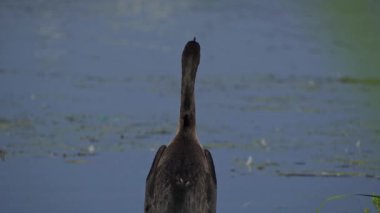 Yazın Kanada 'nın yemyeşil gölündeki çift tepeli bir karabatağın video dizisi. Yüzmek ve balık tutmak da dahil olmak üzere kuşun davranışlarını sakin ve doğal bir ortamda yakalar. Doğa ve vahşi yaşam için ideal..