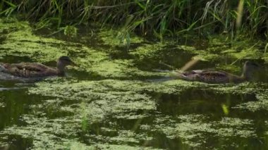Yazın verimli bir Kanada gölünde ördek yavrusu besleyen Mallard Duck ailesinin video serisi. Yüzmeyi, beslenmeyi ve doğal ortamlarda beslenmeyi yakalar. Doğa ve vahşi yaşam projeleri için mükemmel..