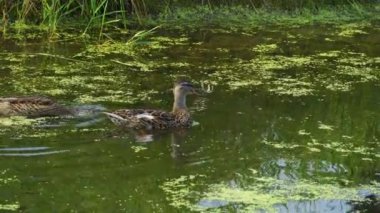Yazın verimli bir Kanada gölünde ördek yavrusu besleyen Mallard Duck ailesinin video serisi. Yüzmeyi, beslenmeyi ve doğal ortamlarda beslenmeyi yakalar. Doğa ve vahşi yaşam projeleri için mükemmel..