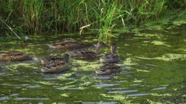 Yazın verimli bir Kanada gölünde ördek yavrusu besleyen Mallard Duck ailesinin video serisi. Yüzmeyi, beslenmeyi ve doğal ortamlarda beslenmeyi yakalar. Doğa ve vahşi yaşam projeleri için mükemmel.