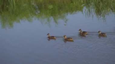 Yazın verimli bir Kanada gölünde ördek yavrusu besleyen Mallard Duck ailesinin video serisi. Yüzmeyi, beslenmeyi ve doğal ortamlarda beslenmeyi yakalar. Doğa ve vahşi yaşam projeleri için mükemmel.