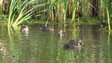 Yazın verimli bir Kanada gölünde ördek yavrusu besleyen Mallard Duck ailesinin video serisi. Yüzmeyi, beslenmeyi ve doğal ortamlarda beslenmeyi yakalar. Doğa ve vahşi yaşam projeleri için mükemmel.