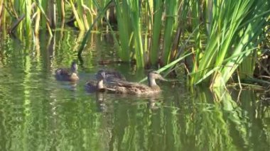 Yazın verimli bir Kanada gölünde ördek yavrusu besleyen Mallard Duck ailesinin video serisi. Yüzmeyi, beslenmeyi ve doğal ortamlarda beslenmeyi yakalar. Doğa ve vahşi yaşam projeleri için mükemmel.