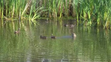 Yazın verimli bir Kanada gölünde ördek yavrusu besleyen Mallard Duck ailesinin video serisi. Yüzmeyi, beslenmeyi ve doğal ortamlarda beslenmeyi yakalar. Doğa ve vahşi yaşam projeleri için mükemmel.