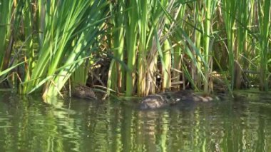 Yazın verimli bir Kanada gölünde ördek yavrusu besleyen Mallard Duck ailesinin video serisi. Yüzmeyi, beslenmeyi ve doğal ortamlarda beslenmeyi yakalar. Doğa ve vahşi yaşam projeleri için mükemmel.
