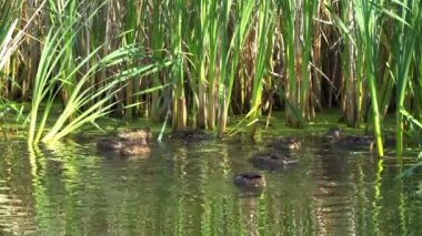 Yazın verimli bir Kanada gölünde ördek yavrusu besleyen Mallard Duck ailesinin video serisi. Yüzmeyi, beslenmeyi ve doğal ortamlarda beslenmeyi yakalar. Doğa ve vahşi yaşam projeleri için mükemmel.