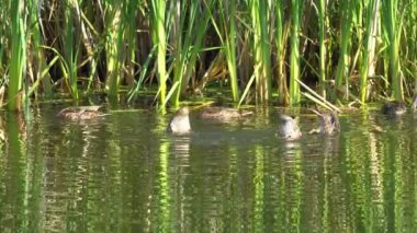 Yazın verimli bir Kanada gölünde ördek yavrusu besleyen Mallard Duck ailesinin video serisi. Yüzmeyi, beslenmeyi ve doğal ortamlarda beslenmeyi yakalar. Doğa ve vahşi yaşam projeleri için mükemmel.