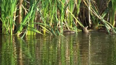 Yazın verimli bir Kanada gölünde ördek yavrusu besleyen Mallard Duck ailesinin video serisi. Yüzmeyi, beslenmeyi ve doğal ortamlarda beslenmeyi yakalar. Doğa ve vahşi yaşam projeleri için mükemmel.