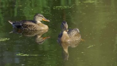 Yazın verimli bir Kanada gölünde ördek yavrusu besleyen Mallard Duck ailesinin video serisi. Yüzmeyi, beslenmeyi ve doğal ortamlarda beslenmeyi yakalar. Doğa ve vahşi yaşam projeleri için mükemmel.