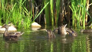 Yazın verimli bir Kanada gölünde ördek yavrusu besleyen Mallard Duck ailesinin video serisi. Yüzmeyi, beslenmeyi ve doğal ortamlarda beslenmeyi yakalar. Doğa ve vahşi yaşam projeleri için mükemmel.