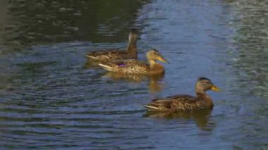 Yazın verimli bir Kanada gölünde ördek yavrusu besleyen Mallard Duck ailesinin video serisi. Yüzmeyi, beslenmeyi ve doğal ortamlarda beslenmeyi yakalar. Doğa ve vahşi yaşam projeleri için mükemmel.