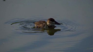 Yazın yemyeşil bir Kanada gölünde yalnız bir Ruddy Duckling 'in video serisi. Yüzmeyi, keşfi ve sakin bir çevreyi yakalar. Doğa ve vahşi yaşam projeleri için ideal..