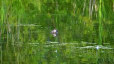 Yazın yemyeşil bir Kanada gölünde yalnız bir Ruddy Duckling 'in video serisi. Yüzmeyi, keşfi ve sakin bir çevreyi yakalar. Doğa ve vahşi yaşam projeleri için ideal..
