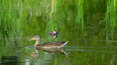 Yazın yemyeşil bir Kanada gölünde yalnız bir Ruddy Duckling 'in video serisi. Yüzmeyi, keşfi ve sakin bir çevreyi yakalar. Doğa ve vahşi yaşam projeleri için ideal..