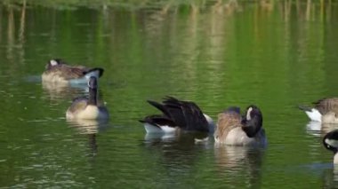 Yazın Kanada 'da yemyeşil bir gölde yaşayan Kanadalı kaz ailelerinin video serisi. Yüzme, beslenme ve beslenme davranışlarını sakin doğal ortamlarda yakalar. Doğa ve vahşi yaşam projeleri için ideal..