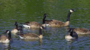 Yazın Kanada 'da yemyeşil bir gölde yaşayan Kanadalı kaz ailelerinin video serisi. Yüzme, beslenme ve beslenme davranışlarını sakin doğal ortamlarda yakalar. Doğa ve vahşi yaşam projeleri için ideal..