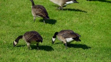 Yazın Kanada 'da yemyeşil bir gölde yaşayan Kanadalı kaz ailelerinin video serisi. Yüzme, beslenme ve beslenme davranışlarını sakin doğal ortamlarda yakalar. Doğa ve vahşi yaşam projeleri için ideal..