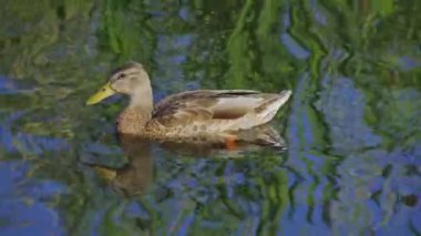Yazın verimli bir Kanada gölünde ördek yavrusu besleyen Mallard Duck ailesinin video serisi. Yüzmeyi, beslenmeyi ve doğal ortamlarda beslenmeyi yakalar. Doğa ve vahşi yaşam projeleri için mükemmel..