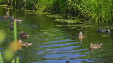 Yazın verimli bir Kanada gölünde ördek yavrusu besleyen Mallard Duck ailesinin video serisi. Yüzmeyi, beslenmeyi ve doğal ortamlarda beslenmeyi yakalar. Doğa ve vahşi yaşam projeleri için mükemmel..