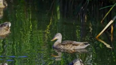 Yazın verimli bir Kanada gölünde ördek yavrusu besleyen Mallard Duck ailesinin video serisi. Yüzmeyi, beslenmeyi ve doğal ortamlarda beslenmeyi yakalar. Doğa ve vahşi yaşam projeleri için mükemmel..